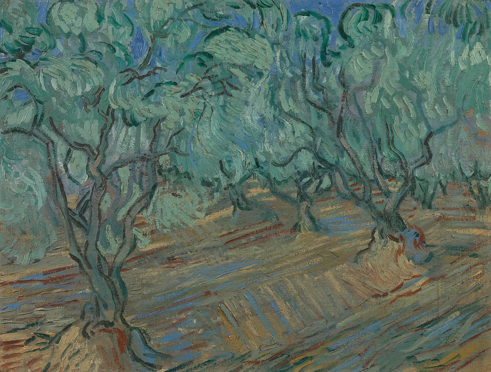 Olive trees: bright blue sky