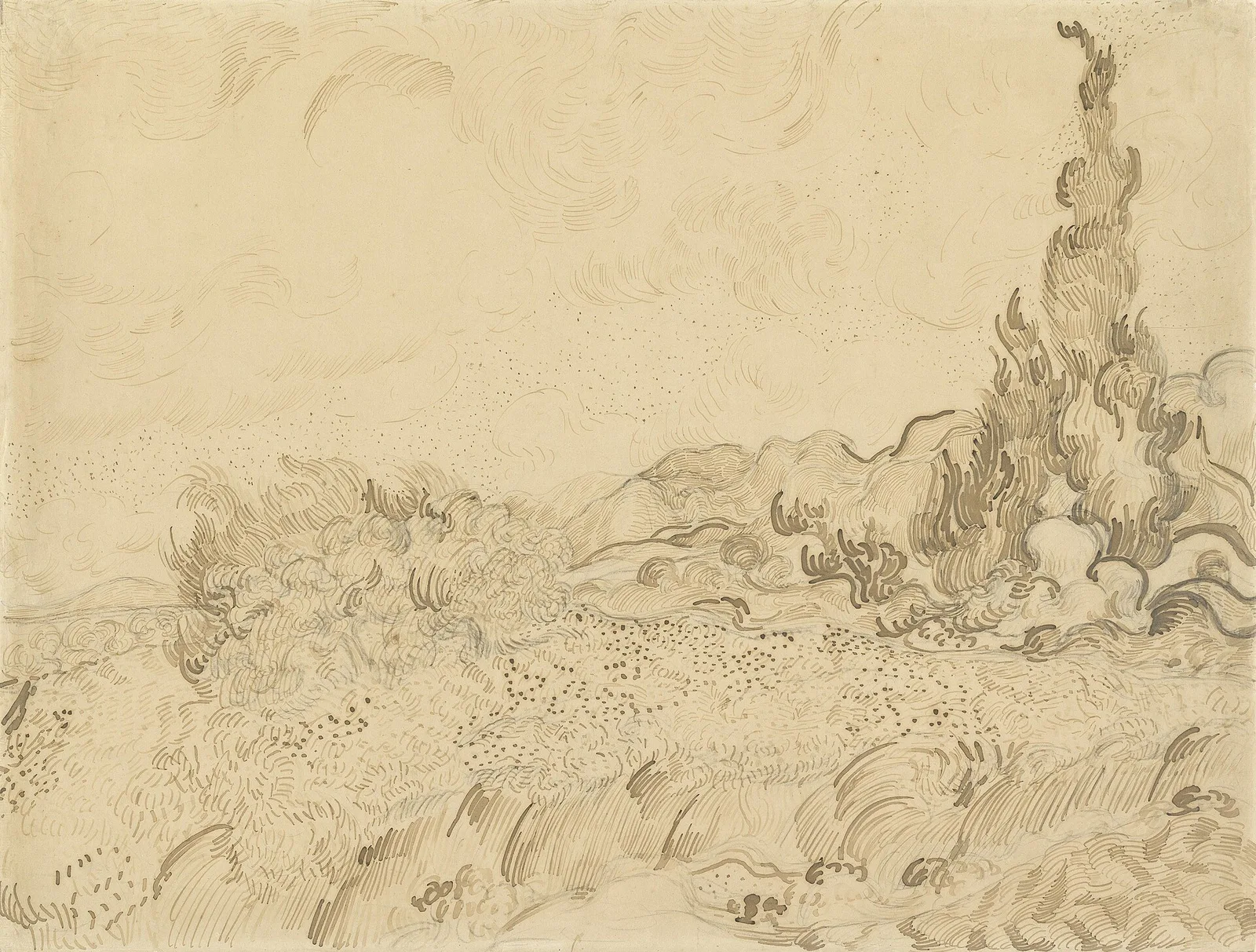 Wheatfields and cypresses