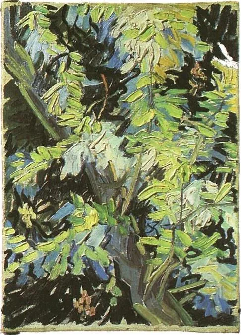 Branches of a white flowering acacia tree