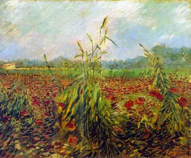 Green ears of wheat
