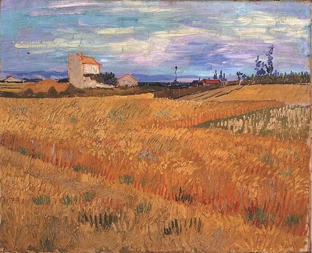 The wheatfield