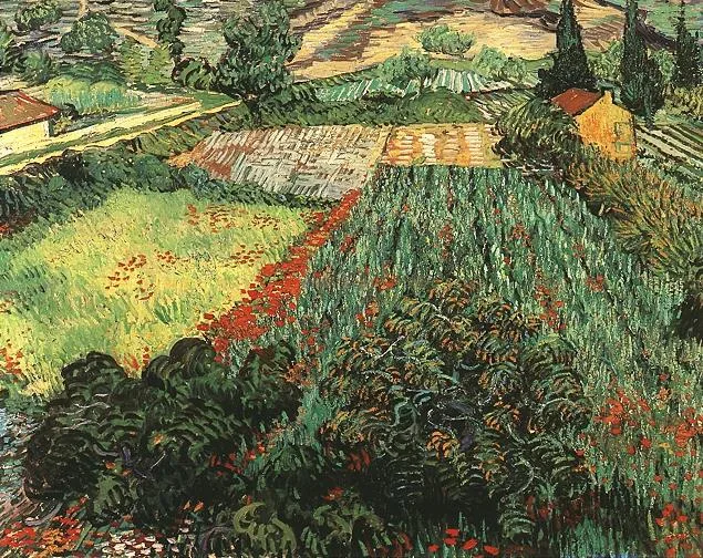 Poppies in the field