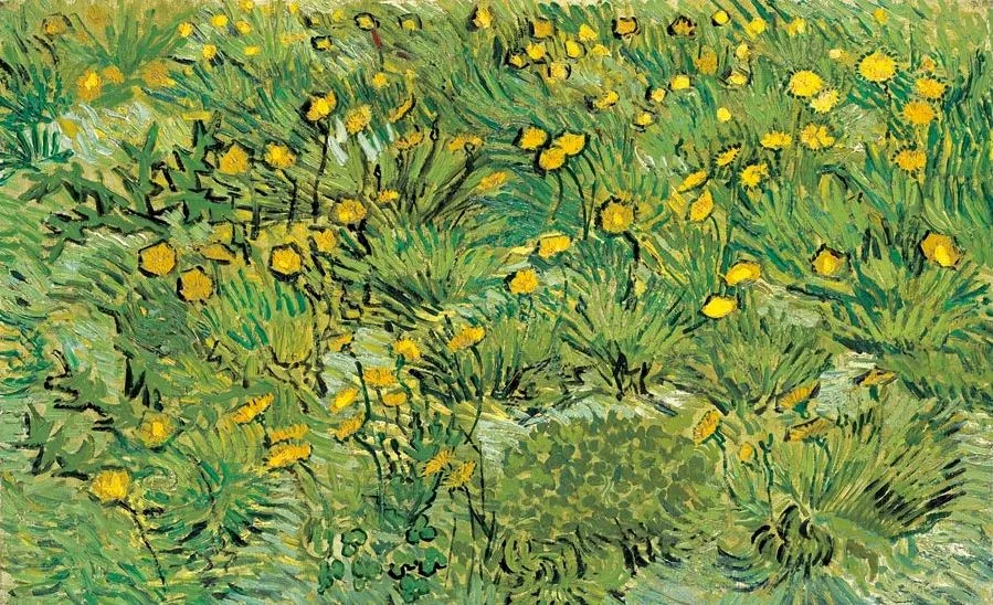 A field of yellow flowers