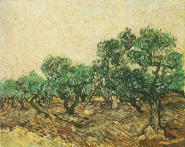 Olive picking