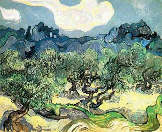 Olive trees: blue sky with large white cloud