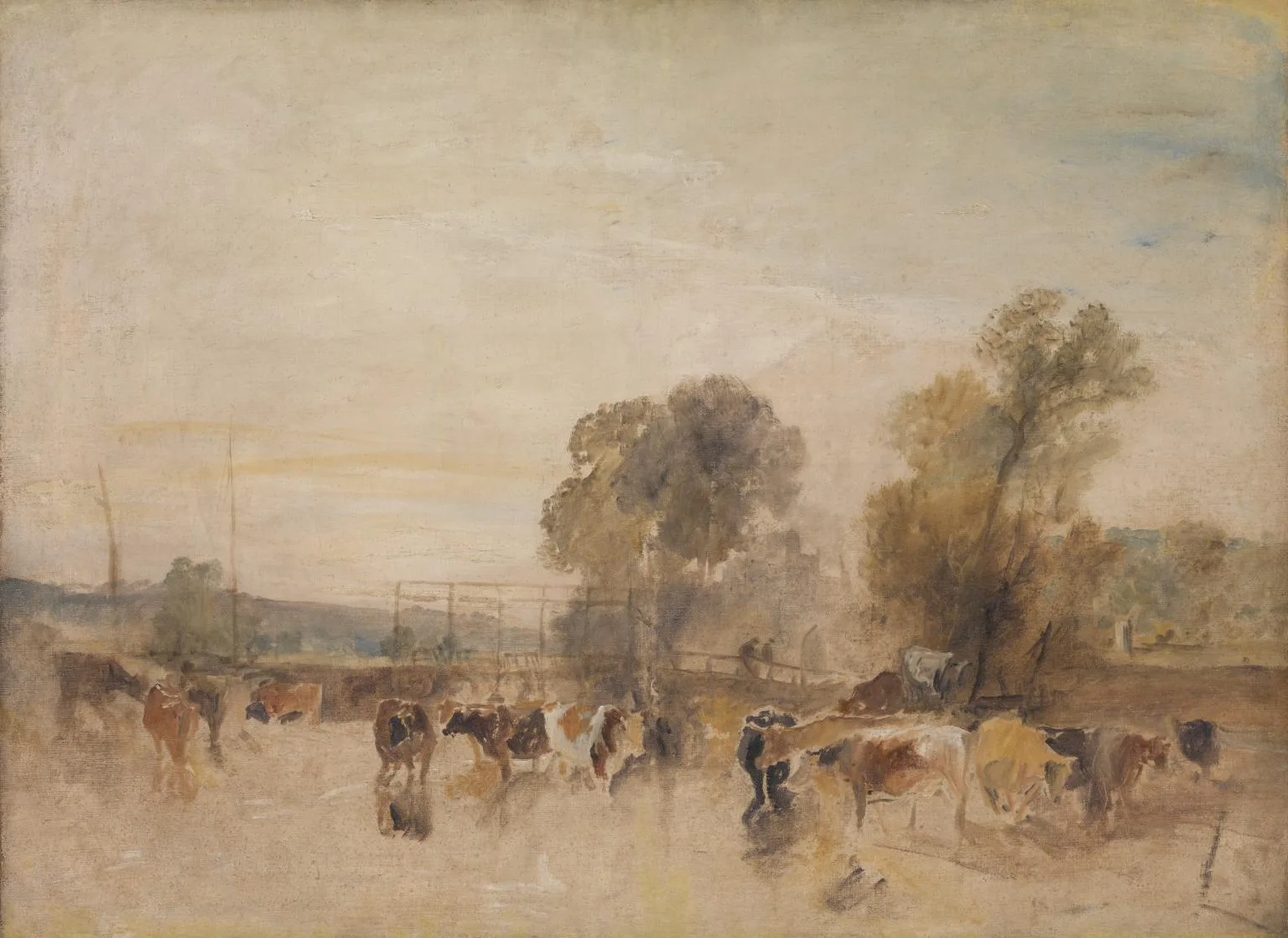 Weir and Cattle
